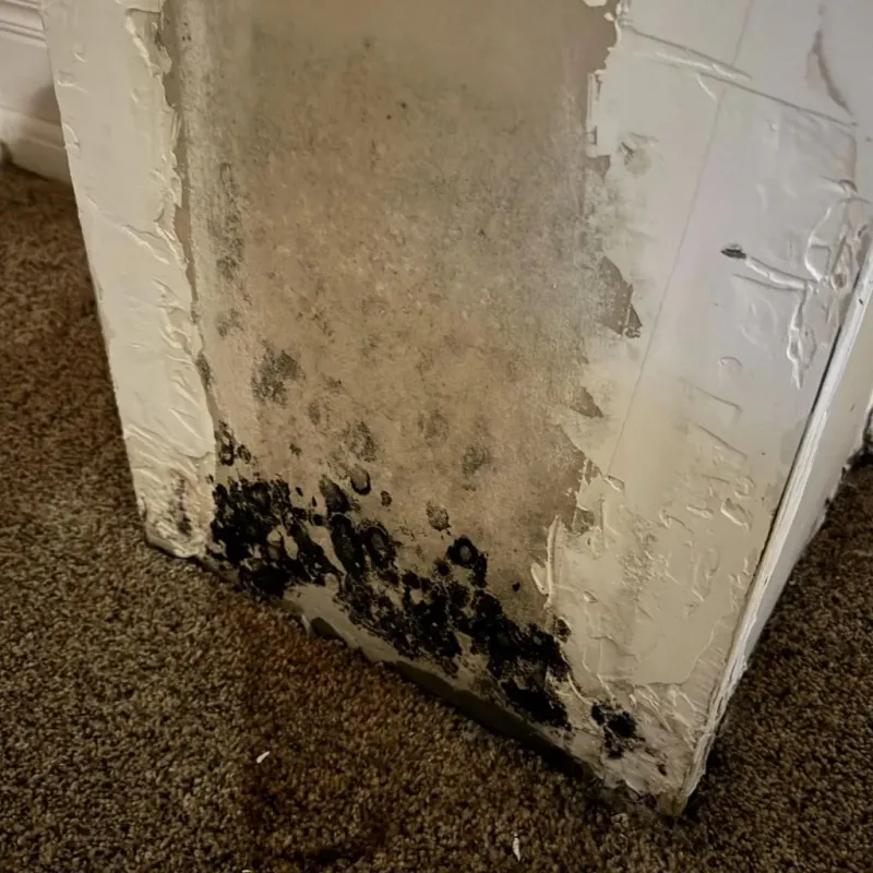 Professional Mold Removal in Bella Vista, CA